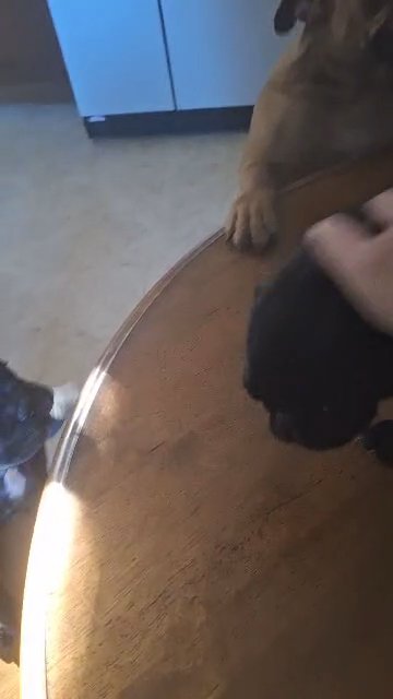 Black pug in Meriden (Town), Connecticut