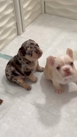 French Bulldog Puppies in Miami, Florida