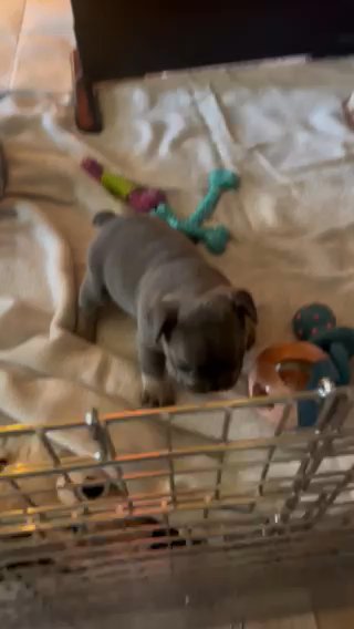 French Bulldog Puppies in Easton, Pennsylvania