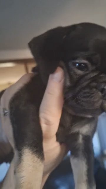 puppy frug in Meriden (Town), Connecticut