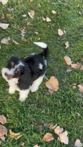 Burrow - F1b Bernedoodle in Columbus, Ohio