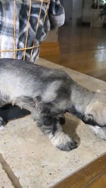 Koko (Mini Schnauzer) in Goshen, Indiana