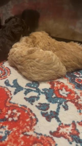 Toy Poodles in Jonesboro, Arkansas