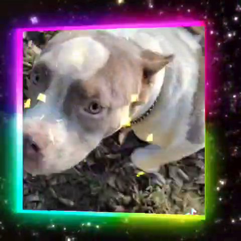 Male bully pups in Birmingham, Alabama