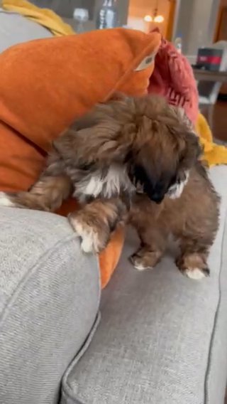 Mello in Atlanta, Georgia
