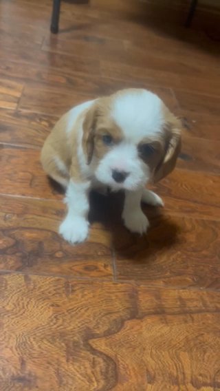 King Charles Spaniel in Joplin, Missouri