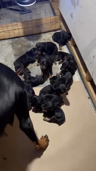 Doberman Puppies in Rosenberg, Texas