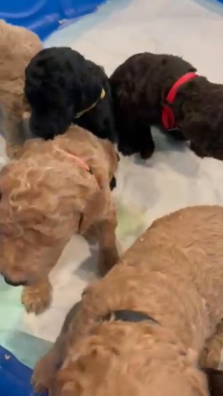 Standard Multi-Gen Goldendoodles in Sacramento, California