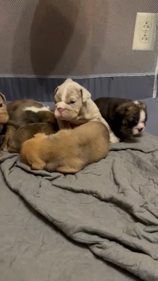 English Bulldog Puppies in Wheeling, West Virginia