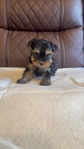 Yorkie in Riverside, California