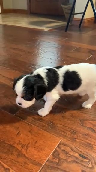 Cavalier king Charles Spaniel in Joplin, Missouri