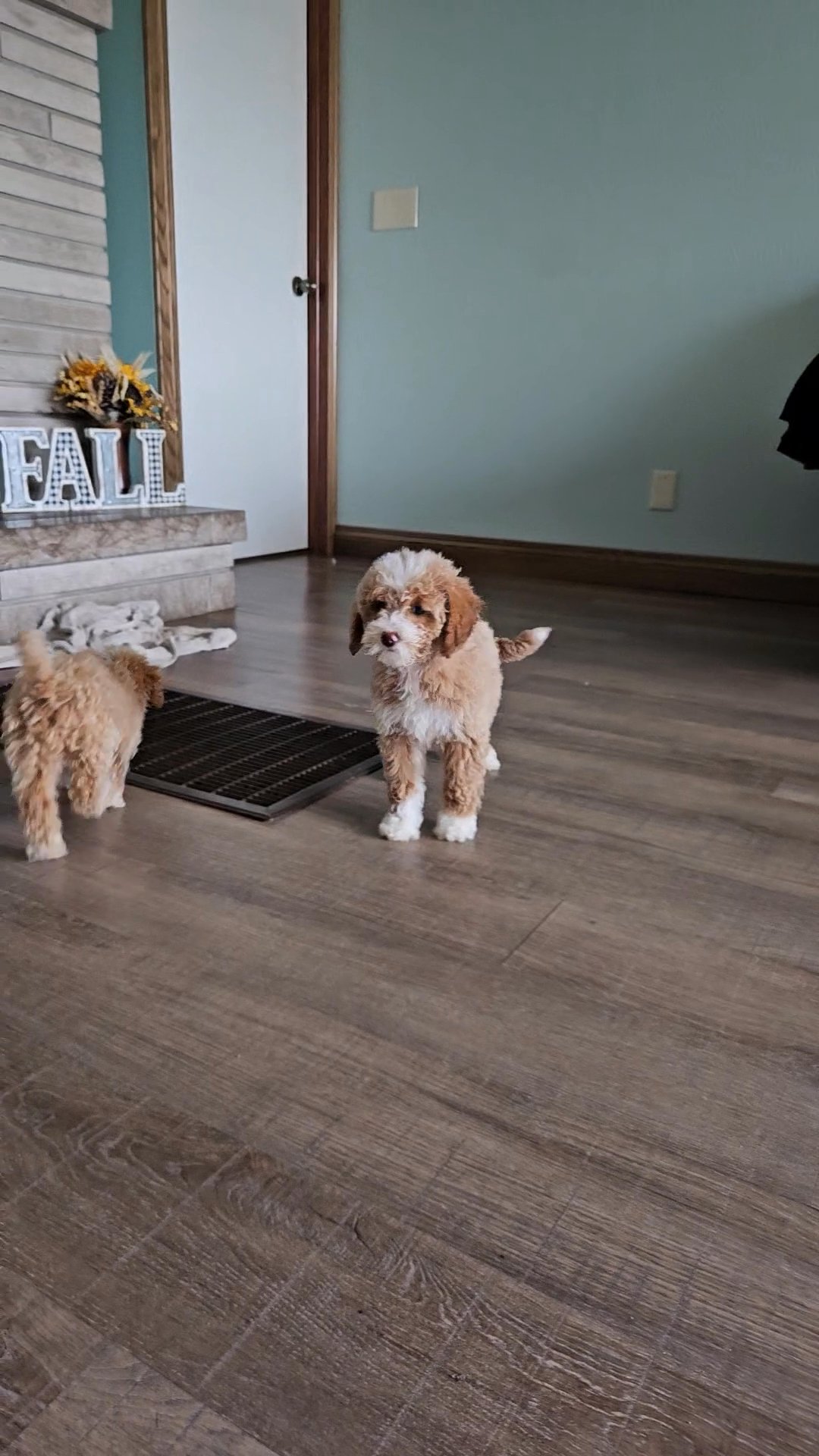 Sadie mini goldendoodle in South Bend, Indiana