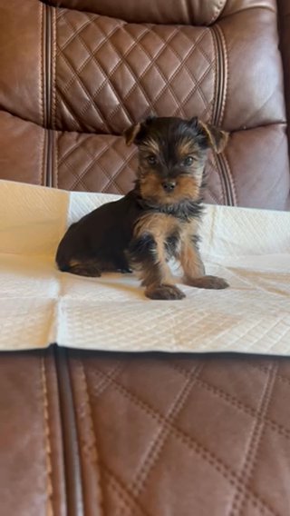 Yorkie in Riverside, California