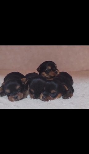 Lovely Teacup Yorkie Puppies For Sale in Phoenix, Arizona