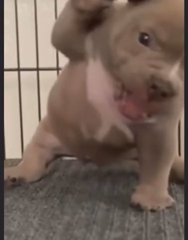 Pitbull Puppies For Sale. in Columbus, Ohio