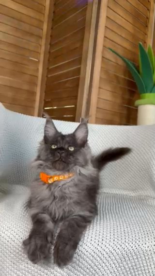 Maine Coon Reserved in Philadelphia, Pennsylvania