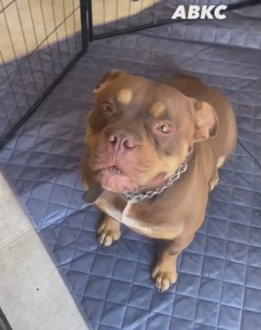 Chocolate Tri Female American Bully in Stockton, California