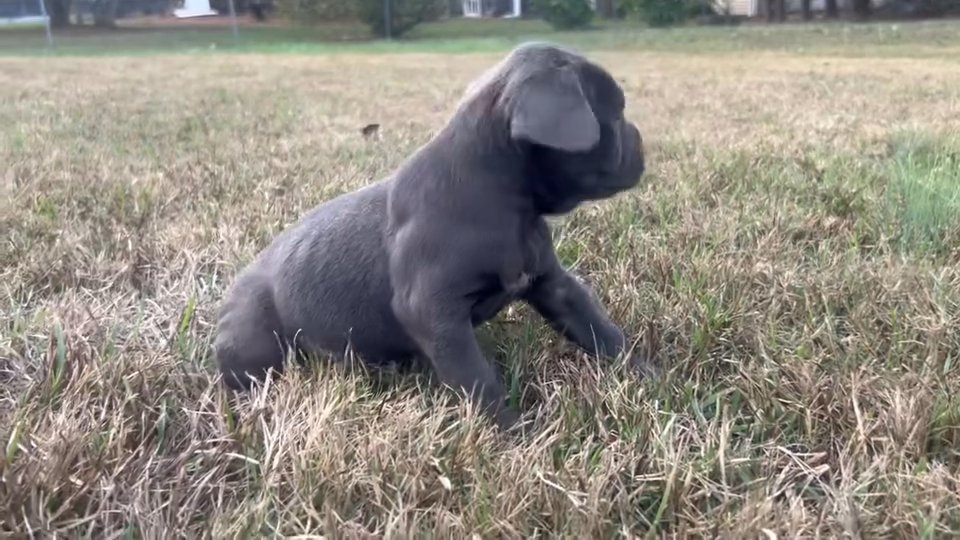 AKC Cane Corso in Atlanta, Georgia