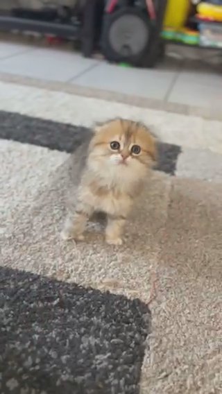 Scottish Fold Girl in Orlando, Florida