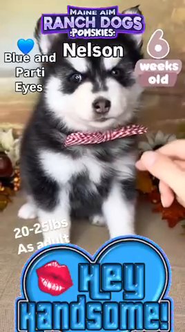 Nelson Beautiful Black And White Pomsky Boy in Des Moines, Iowa