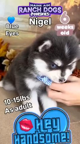 Nigel - Blue F4x Male Pomsky out of Aspen & Summit born 9/26/24 ready for new homes Nov 21, 2024 in Des Moines, Iowa
