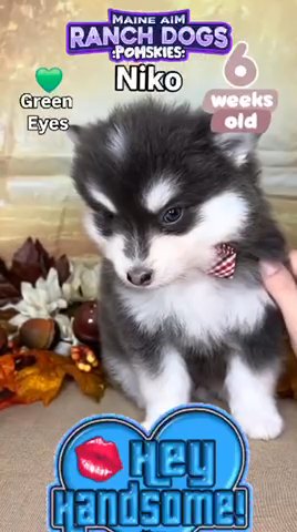Niko - Blue F4x Male Pomsky out of Aspen & Summit born 9/26/24 ready for new homes Nov 21, 2024 in Des Moines, Iowa