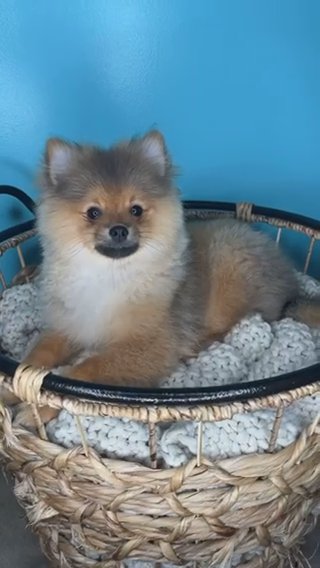 Pomeranian Boy Puppy in Charlotte, North Carolina