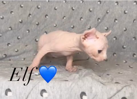 Sphynx Elf (sold) in Orlando, Florida