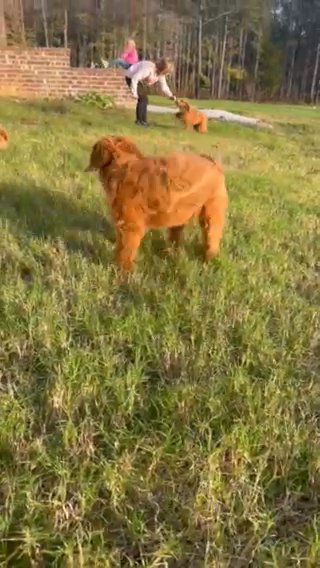 Junior F1 Standard Goldendoodle in Corinth, Mississippi
