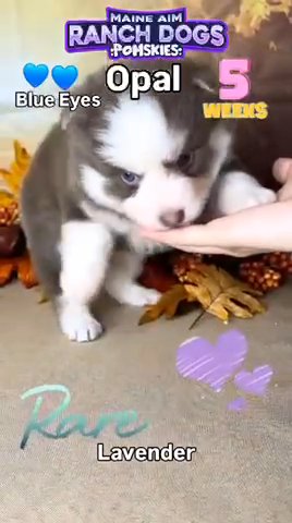 Opal - Rare Lilac F3x Female Pomsky out of Nikki & Champ born 10/2/24 ready for new homes Nov 27,2024 in Des Moines, Iowa