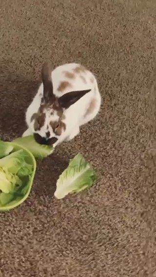 English Spot Rabbit for Sale in Hyattsville, Maryland