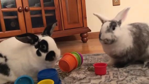 Bonded Brother Pair Playing With Stack Cups in Merrimack, New Hampshire