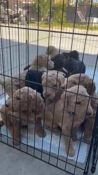 Standard Multi-Gen Goldendoodles Puppies in Sacramento, California