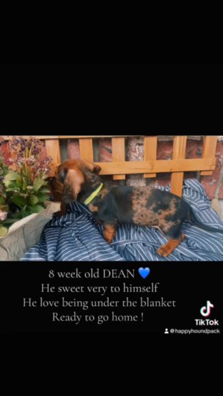 8 Week Old Weiner Puppies in Hesperia, California