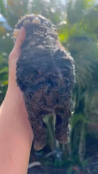 Pluto❌Glo-Female (SOLD) in Orlando, Florida