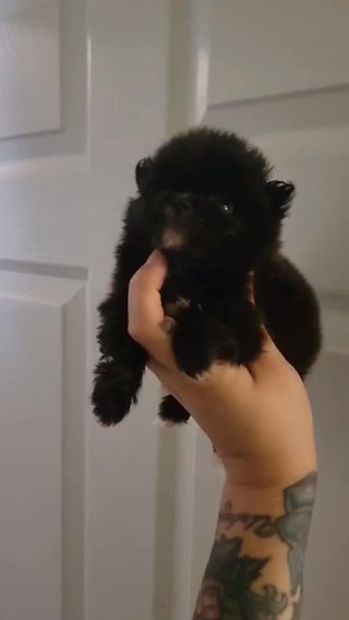 Pomeranian in Lakeland, Florida