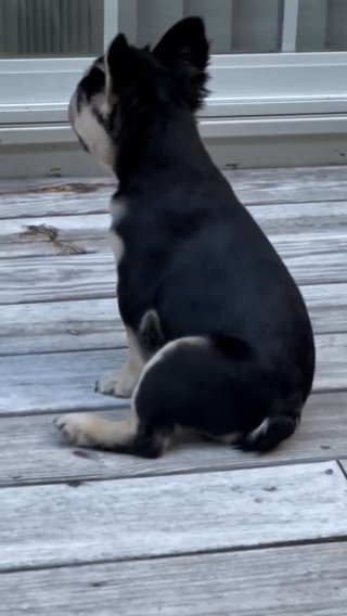 Full Fluffy French bulldog in Charlotte, North Carolina
