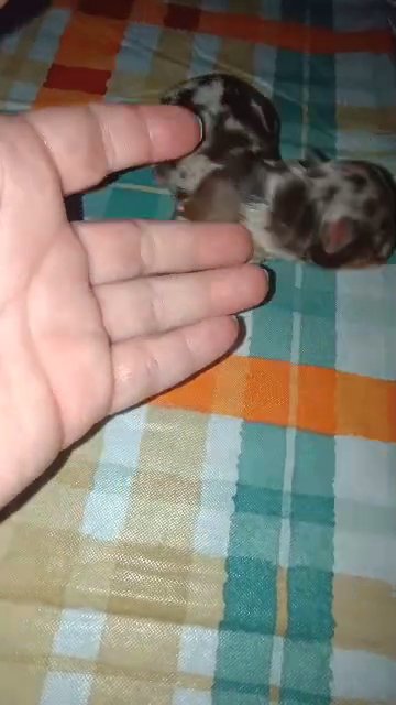 Chocolate Merle male Yorkie in Sikeston, Missouri