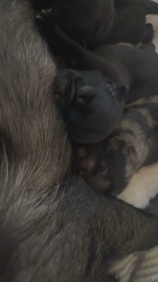 Pug Puppies! in Macon, Georgia