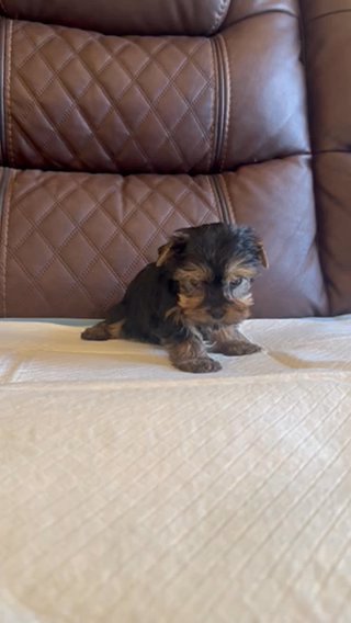 Teacup Yorkie in Riverside, California