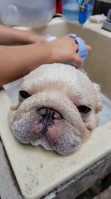 Benny in Bonita Springs, Florida