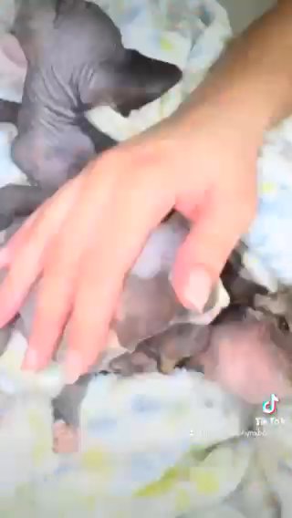 Sphynx Kittens in Miami, Florida