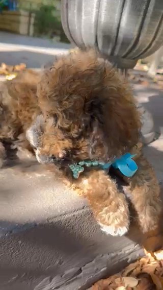 F1 Mini Sable Schnoodle in Temple, Texas