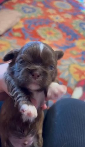 Blitzen - Imperial Liver CKC Shih Tzu in Charlotte, North Carolina
