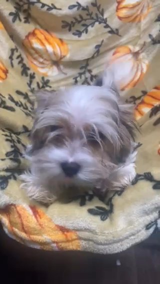 Male Yorkie Puppy in Newton, North Carolina