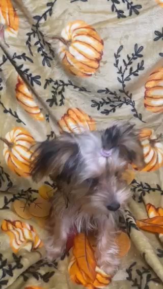 Sweet Girl in Newton, North Carolina