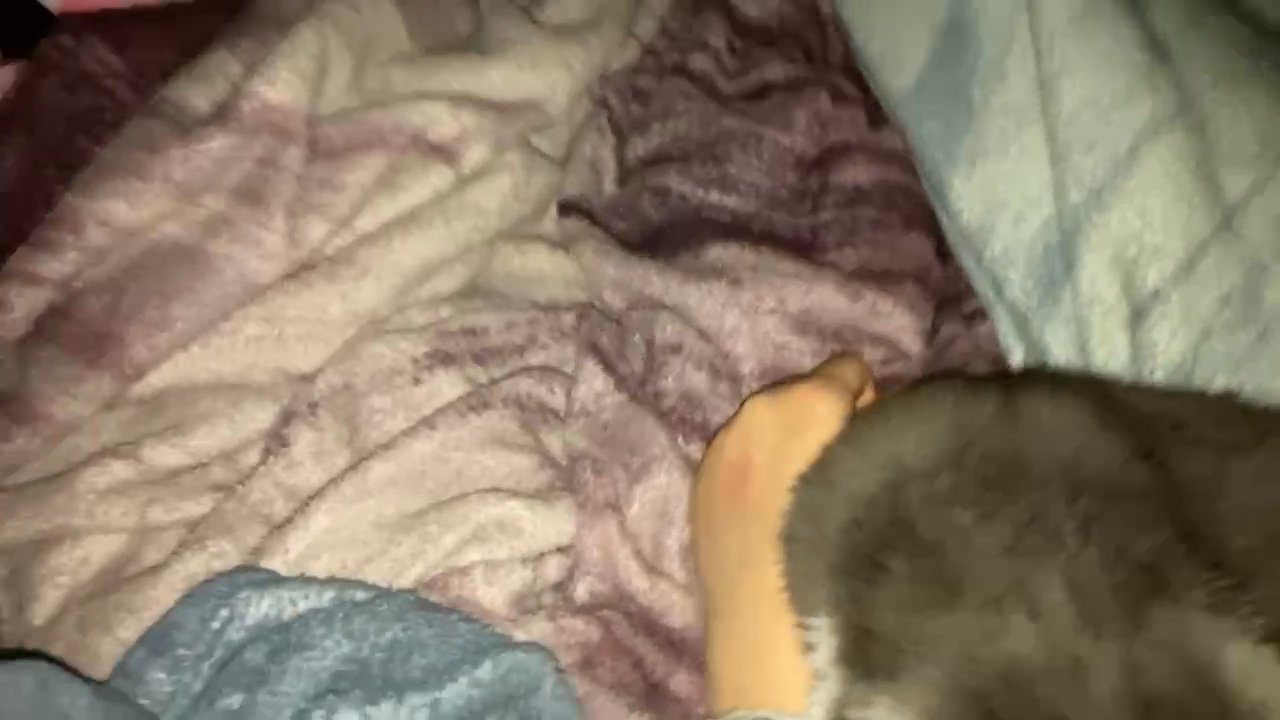 2 year old female cat in South Milwaukee, Wisconsin
