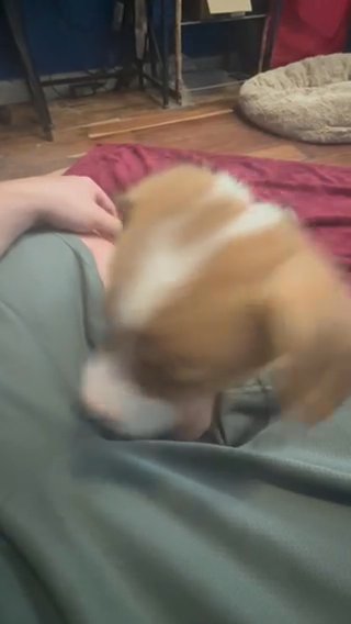 Gorgeous Female Pembroke welsh Corgi in Orangevale, California