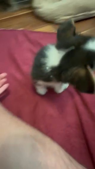 Adorable Corgi Pup in Orangevale, California