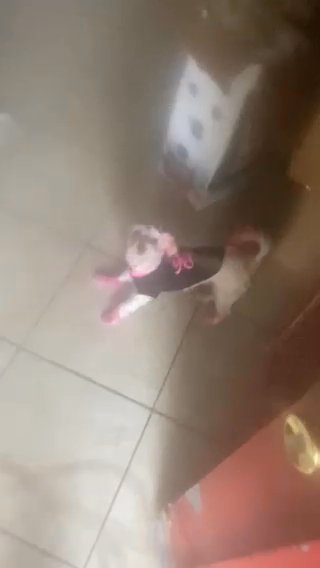 Babie ( 2 Year old Girl Maltese) in San Bernardino, California